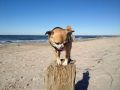 Ferienwohnung Born am Dar&szlig; Piratennest Hundeurlaub direkt am Wasser